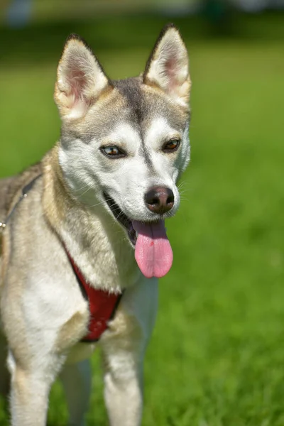 クローズアップショット 2色の目を持つシベリアハスキー犬 — ストック写真
