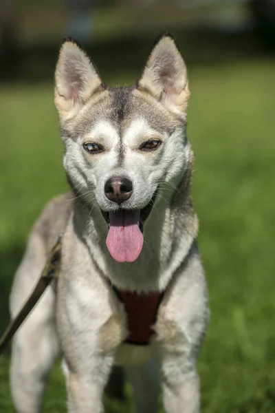 Primo Piano Shot Siberian Husky Dog Con Due Occhi Colore — Foto Stock