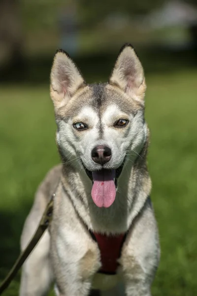 Zbliżenie Ujęcia Syberyjski Husky Dog Dwoma Kolorami Oczu — Zdjęcie stockowe