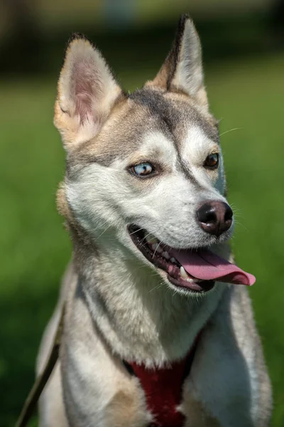 Primer Plano Shot Siberian Husky Dog Con Dos Ojos Color —  Fotos de Stock