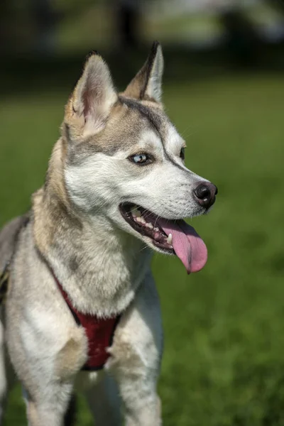 Primer Plano Shot Siberian Husky Dog Con Dos Ojos Color —  Fotos de Stock