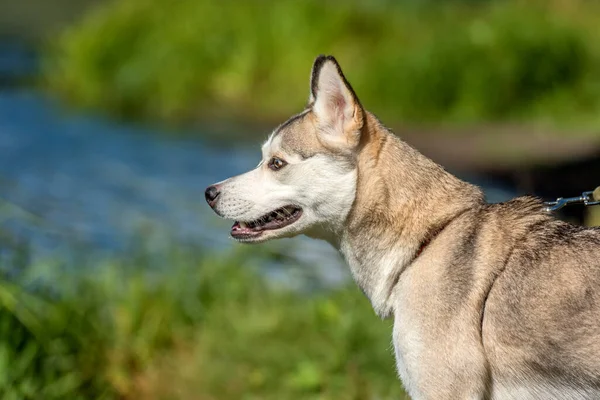 Close Shot Siberian Husky Dog Com Dois Olhos Cor — Fotografia de Stock