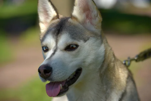 Primer Plano Shot Siberian Husky Dog Con Dos Ojos Color —  Fotos de Stock