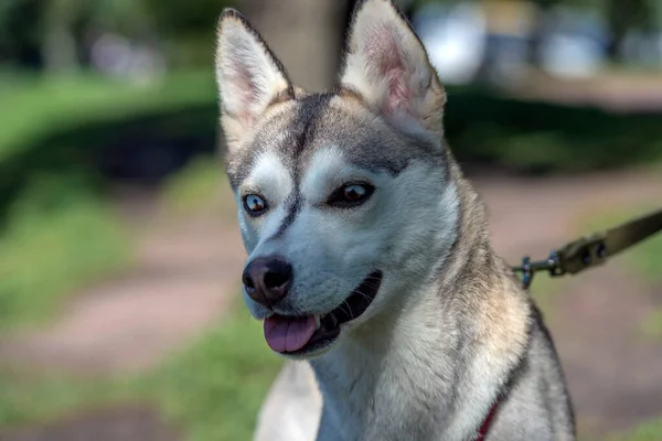Primer Plano Shot Siberian Husky Dog Con Dos Ojos Color — Foto de Stock