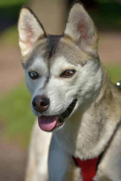 Zbliżenie Ujęcia Syberyjski Husky Dog Dwoma Kolorami Oczu — Zdjęcie stockowe