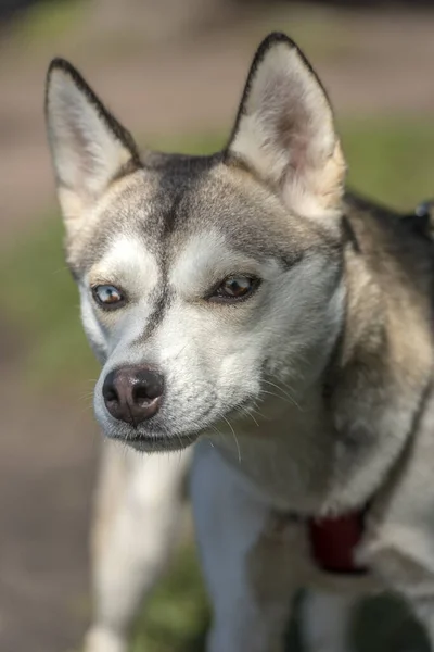 Nære Sibirsk Husky Hund Med Fargeøyne – stockfoto