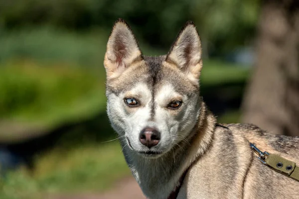 Close Shot Siberian Husky Dog Have Two Color Eyes — Stock Photo, Image