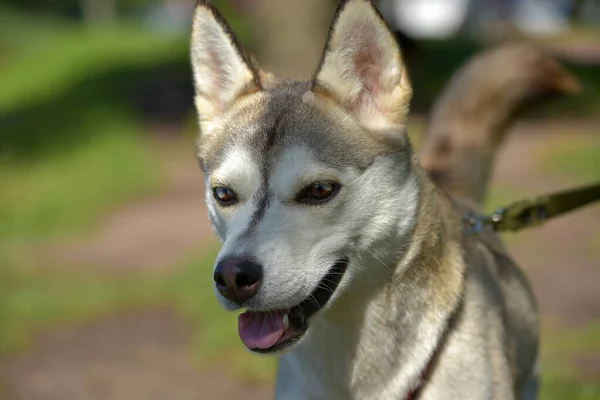 Gros Plan Shot Siberian Husky Dog Avec Deux Yeux Couleur — Photo