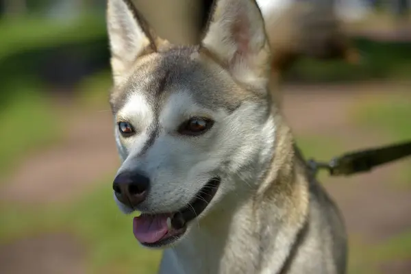 Primer Plano Shot Siberian Husky Dog Con Dos Ojos Color —  Fotos de Stock