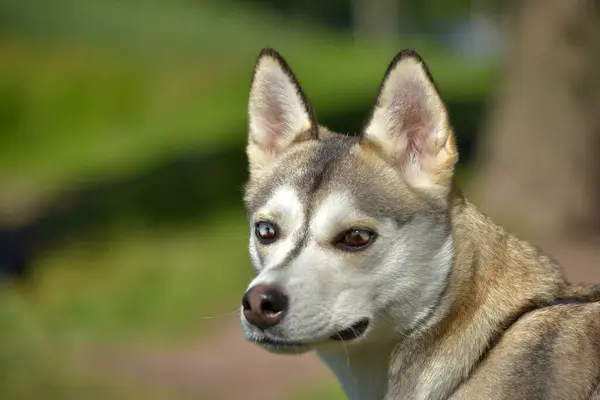 Close Shot Siberische Husky Dog Met Twee Kleuren Ogen — Stockfoto