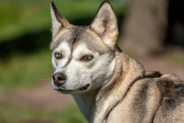 Közelkép Lövés Szibériai Husky Kutya Két Színű Szeme — Stock Fotó