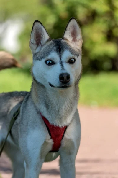 Gros Plan Shot Siberian Husky Dog Avec Deux Yeux Couleur — Photo