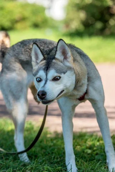 Zbliżenie Ujęcia Syberyjski Husky Dog Dwoma Kolorami Oczu — Zdjęcie stockowe