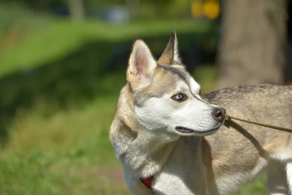 Primer Plano Shot Siberian Husky Dog Con Dos Ojos Color —  Fotos de Stock