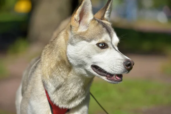 Close Shot Siberian Husky Dog Com Dois Olhos Cor — Fotografia de Stock