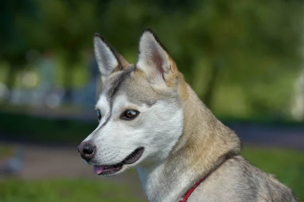 Gros Plan Shot Siberian Husky Dog Avec Deux Yeux Couleur — Photo