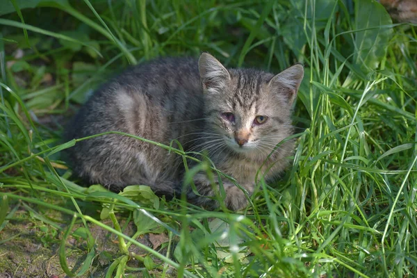 Sin Hogar Poco Triste Gatito Verano Hierba Césped — Foto de Stock