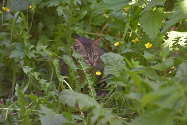 Obdachloses Kleines Trauriges Kätzchen Sommergras Auf Dem Rasen — Stockfoto