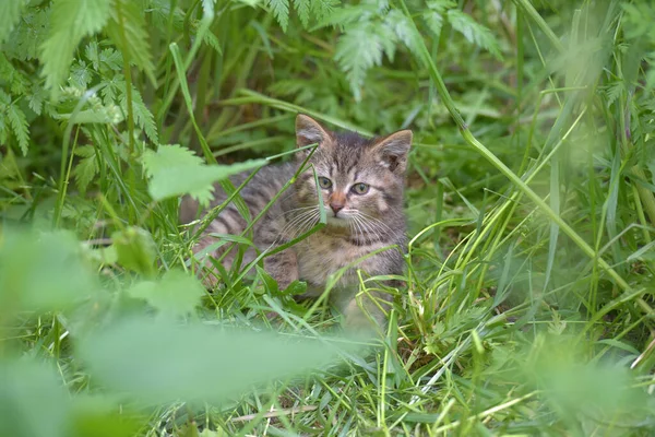 Obdachloses Kleines Trauriges Kätzchen Sommergras Auf Dem Rasen — Stockfoto