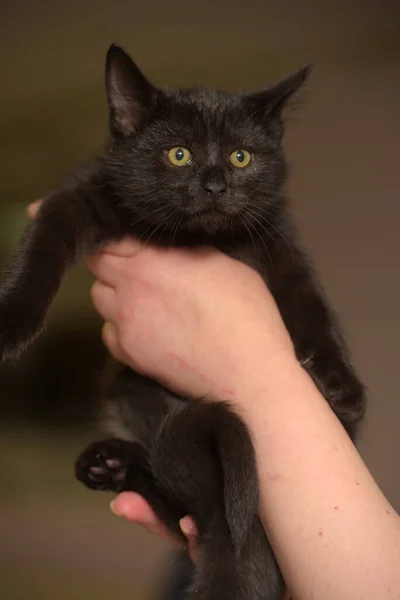 Pequeno Preto Bonito Gatinho Mãos Perto — Fotografia de Stock