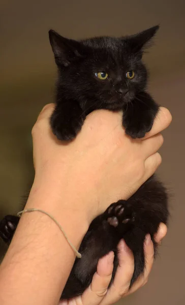 Liten Svart Söt Kattunge Händerna Närbild — Stockfoto