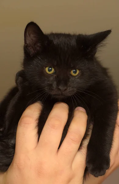 Kucing Hitam Kecil Lucu Tangan Dekat — Stok Foto