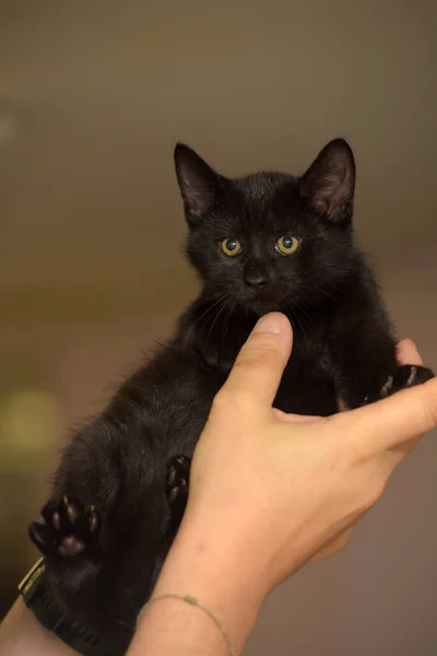 Trochę Czarny Słodkie Kotek Ręce Zbliżenie — Zdjęcie stockowe