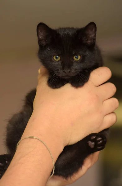 Pequeno Preto Bonito Gatinho Mãos Perto — Fotografia de Stock