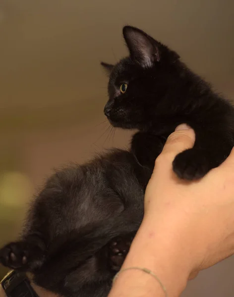 Little Black Cute Kitten Hands Close — Stock Photo, Image