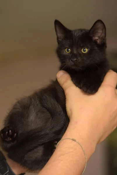Malý Černý Roztomilý Kotě Ruce Close — Stock fotografie