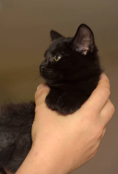 Malý Černý Roztomilý Kotě Ruce Close — Stock fotografie
