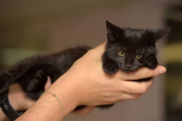 Klein Zwart Schattig Kitten Handen Close — Stockfoto