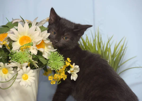 Little Black Cute Kitten Next Pot Flowers — Stock Photo, Image