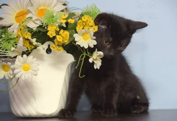 Маленький Черный Милый Котенок Рядом Горшком Цветов — стоковое фото