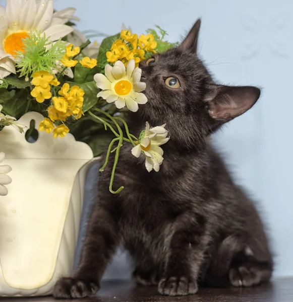 花のポットの隣に黒い可愛い子猫が — ストック写真