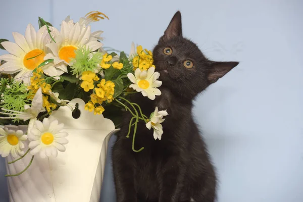 Kleines Schwarzes Süßes Kätzchen Neben Einem Blumentopf — Stockfoto