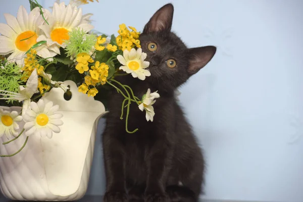 花のポットの隣に黒い可愛い子猫が — ストック写真