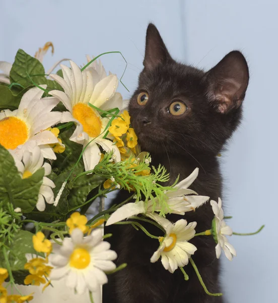 花のポットの隣に黒い可愛い子猫が — ストック写真