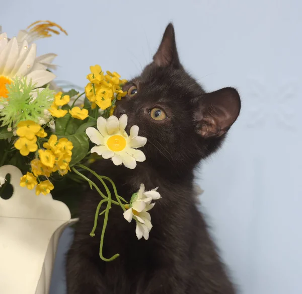 Pequeno Preto Bonito Gatinho Lado Pote Flores — Fotografia de Stock