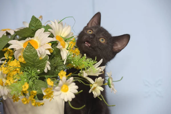 Bir Saksı Çiçeğin Yanında Küçük Siyah Kedi Yavrusu — Stok fotoğraf