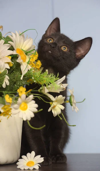 Pequeno Preto Bonito Gatinho Lado Pote Flores — Fotografia de Stock