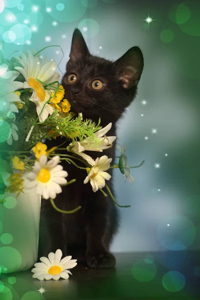 Pequeno Preto Bonito Gatinho Lado Pote Flores — Fotografia de Stock