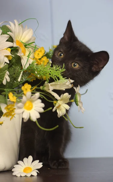 Pequeno Preto Bonito Gatinho Lado Pote Flores — Fotografia de Stock