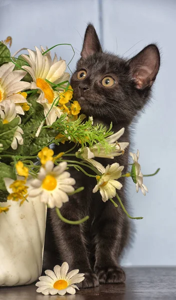 Pequeno Preto Bonito Gatinho Lado Pote Flores — Fotografia de Stock