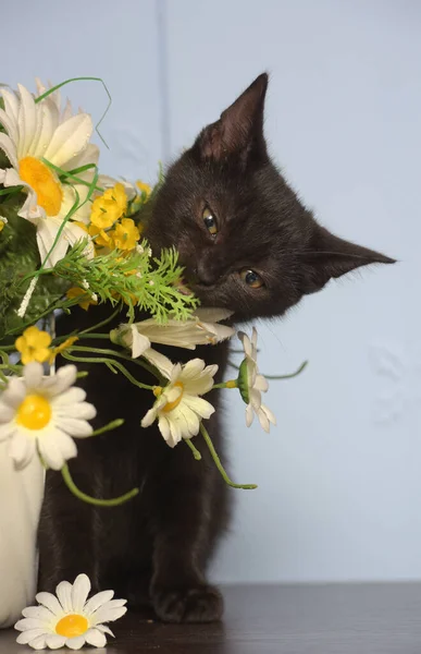 Mały Czarny Słodkie Kotek Obok Dzbanek Kwiaty — Zdjęcie stockowe