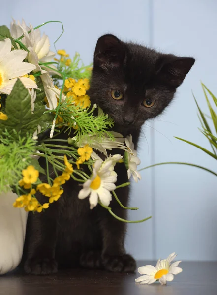 花のポットの隣に黒い可愛い子猫が — ストック写真