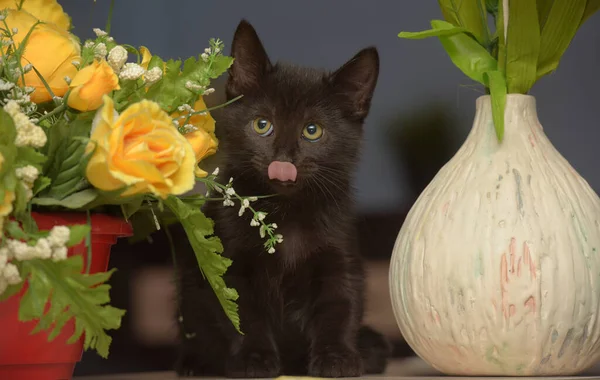 Malá Černá Roztomilá Kočička Vedle Květináče — Stock fotografie