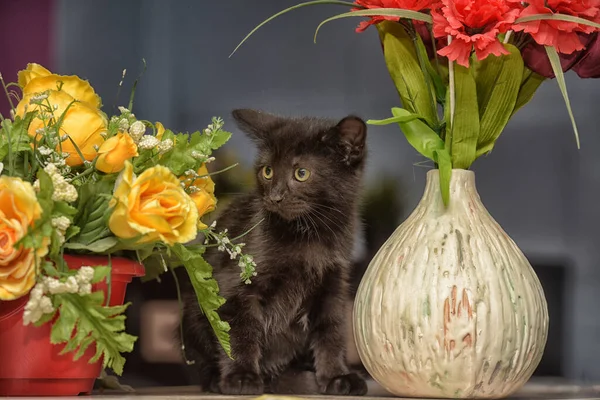 Little Black Cute Kitten Next Pot Flowers — Stock Photo, Image