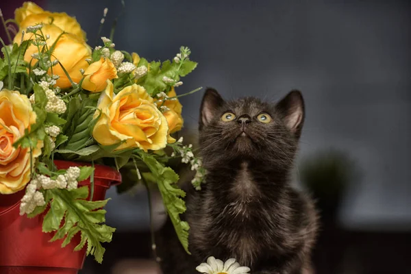 Pequeño Gatito Lindo Negro Lado Una Olla Flores — Foto de Stock