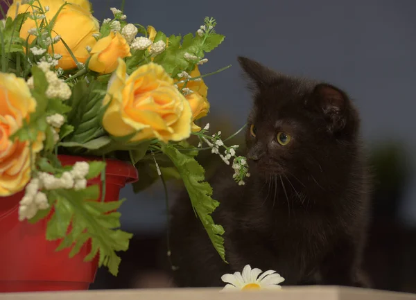 Little Black Cute Kitten Next Pot Flowers — Stock Photo, Image